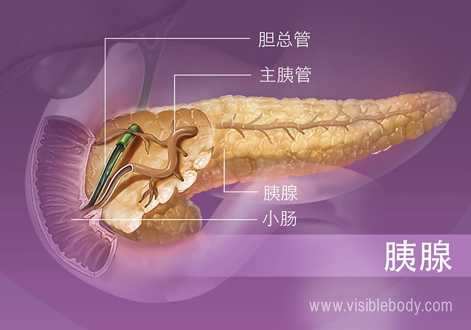胰腺横截面中的主胰管
